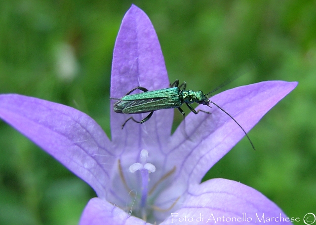 Oedemera nobilis